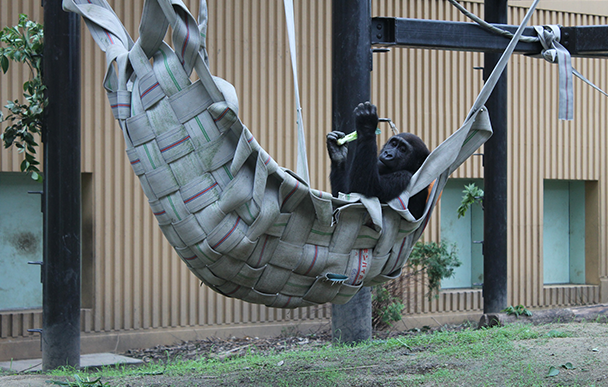 Kyoto City Zoo3