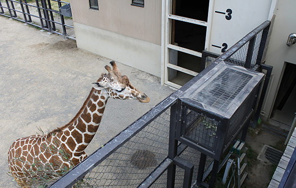 Kyoto City Zoo4
